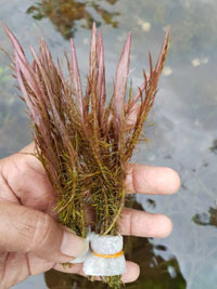 Rotala wallichii